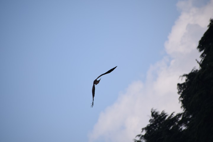 Freedom