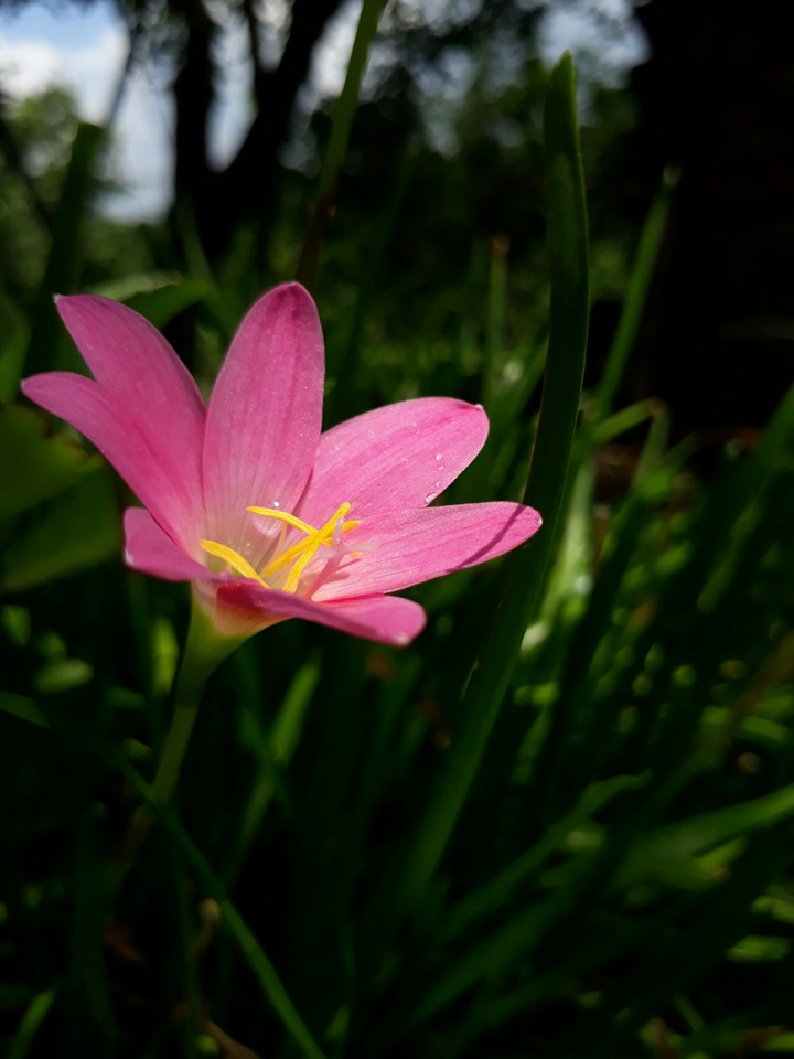 lily with dark tone