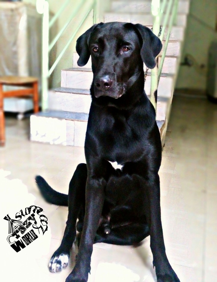 random click of my liddle buddy.... n new logo