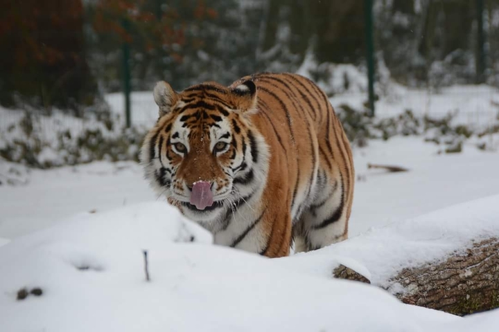 longleat tiger