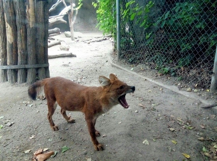 fox
