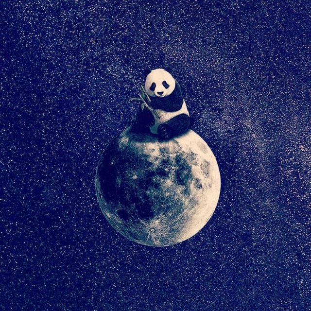 panda♥️