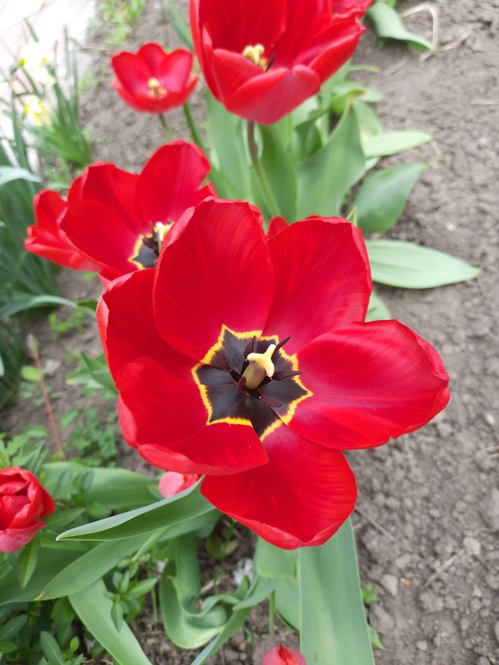 red