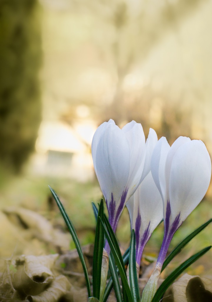 white spring