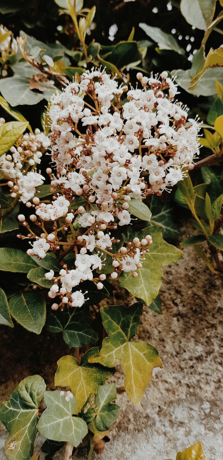 Bloom