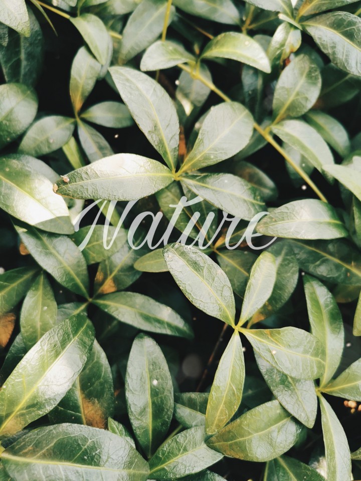 nature