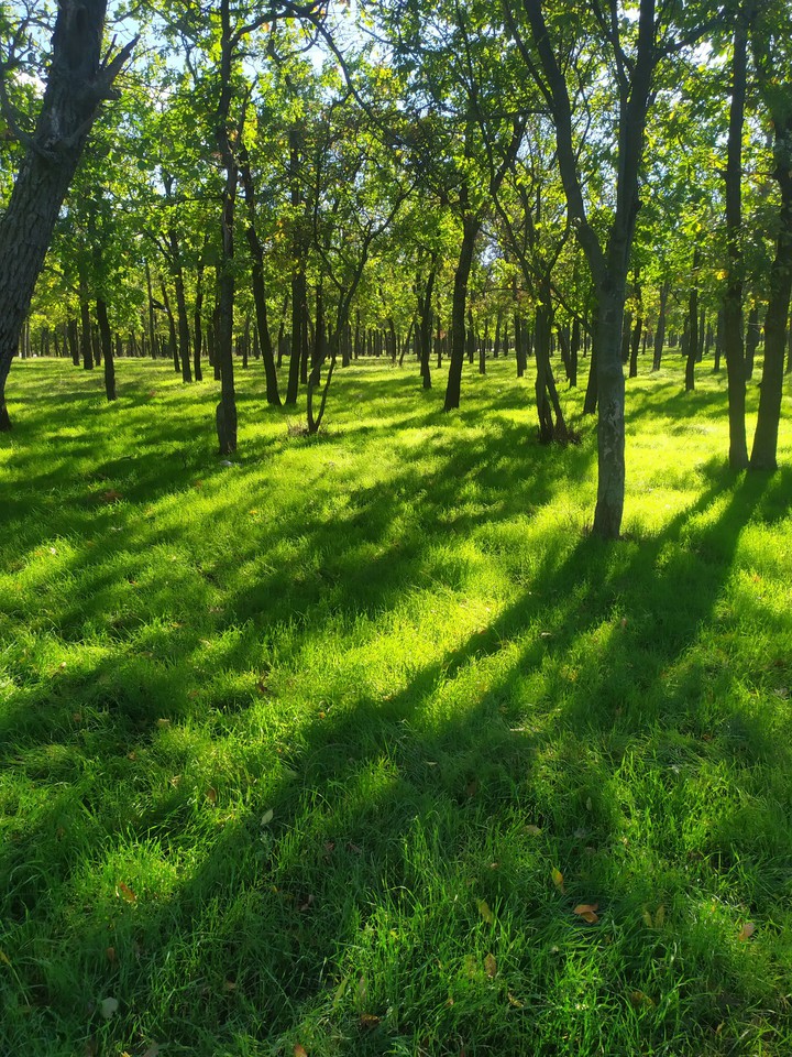 forest