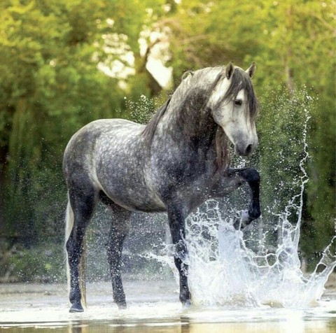 Horse