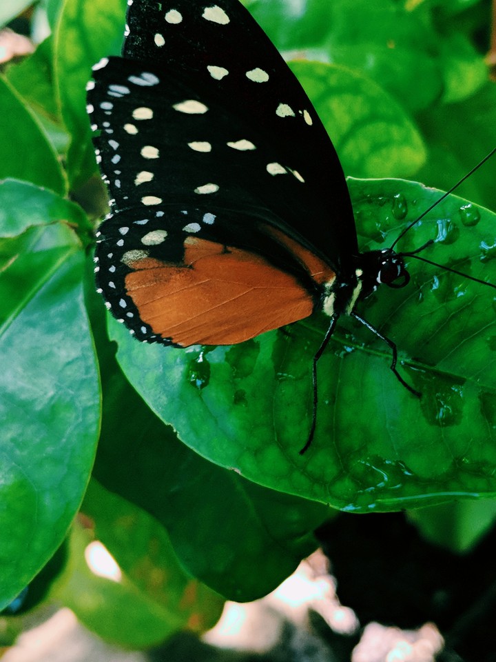 butterfly