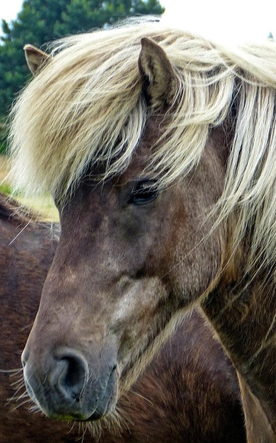 horse