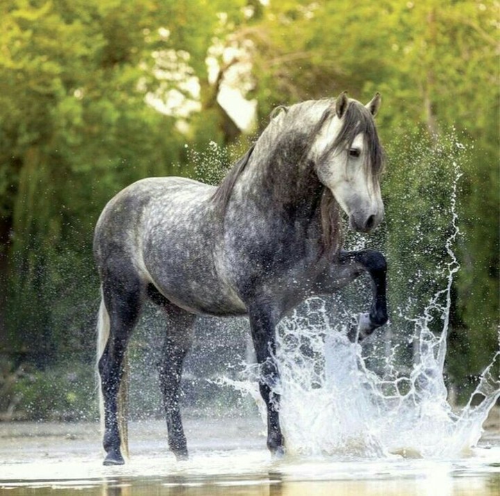 Horse