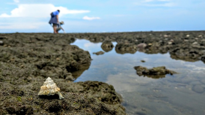intertidal zone