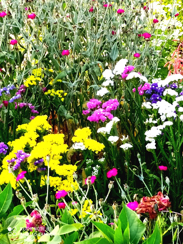 Flores de mi jardín ☺️?