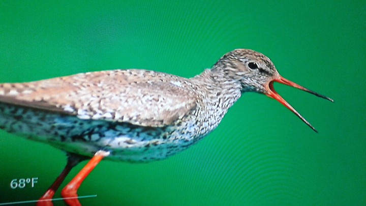 Bird