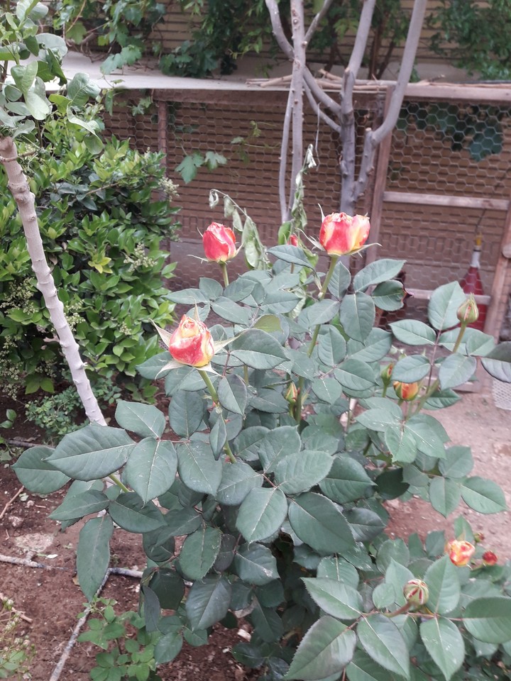 Rosees