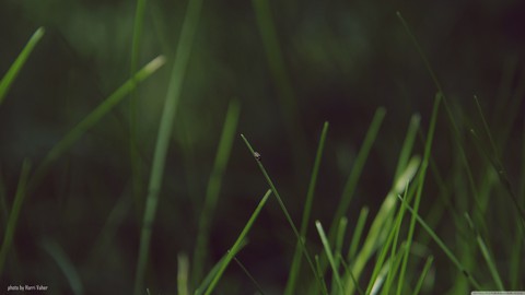 grass