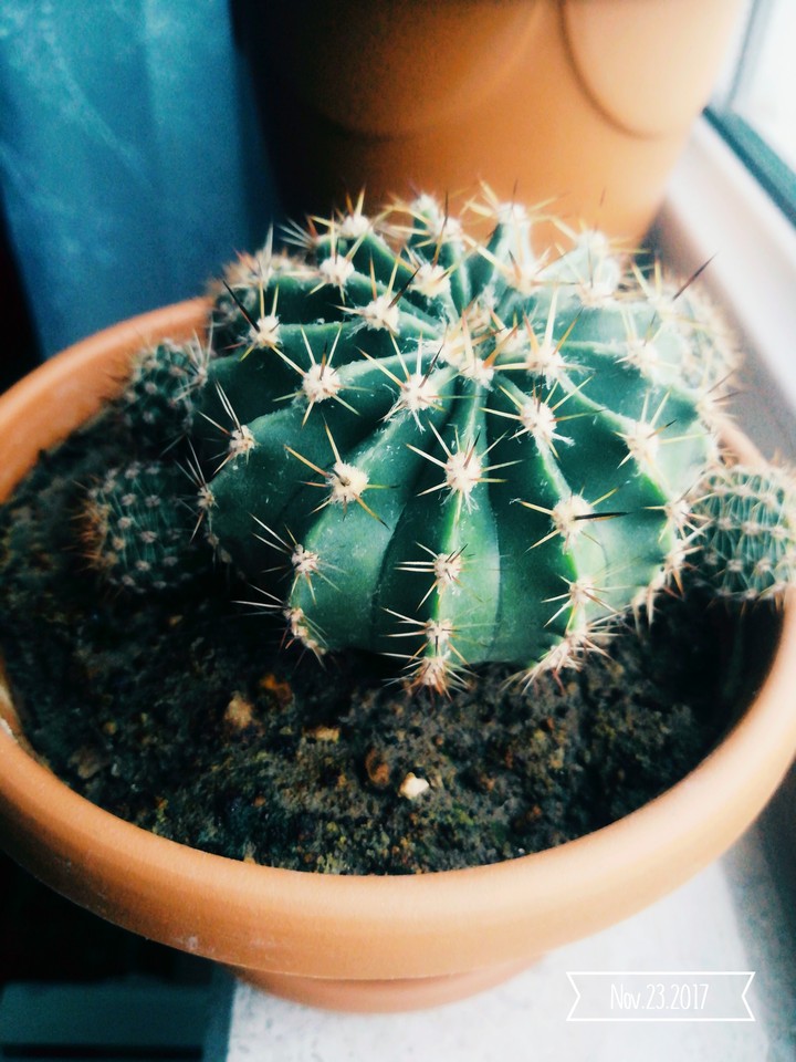 kaktüs cactus