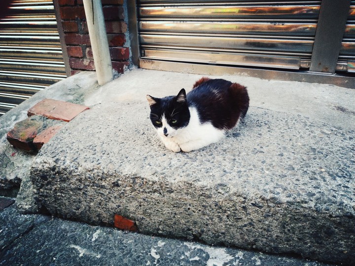Cat sleeping