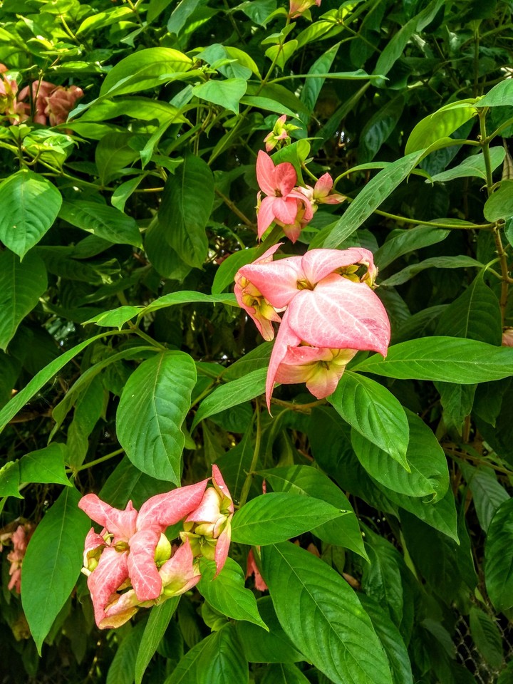 just beauty