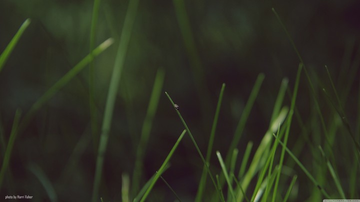 grass