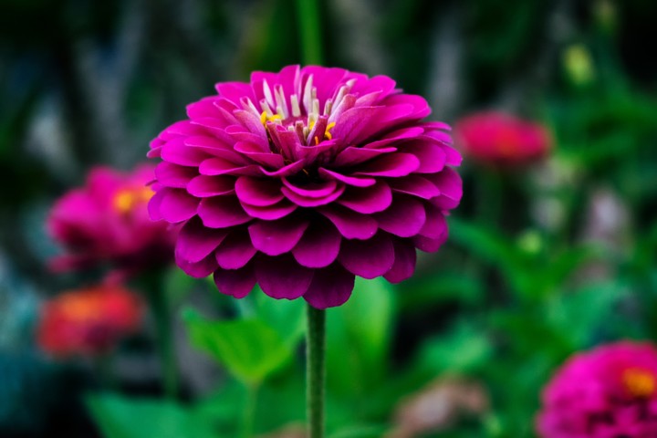 purple