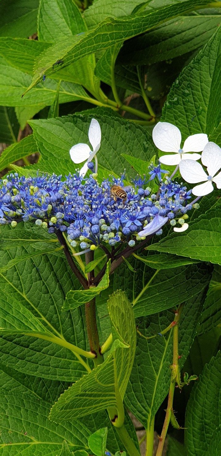 Capturing the essence of nature