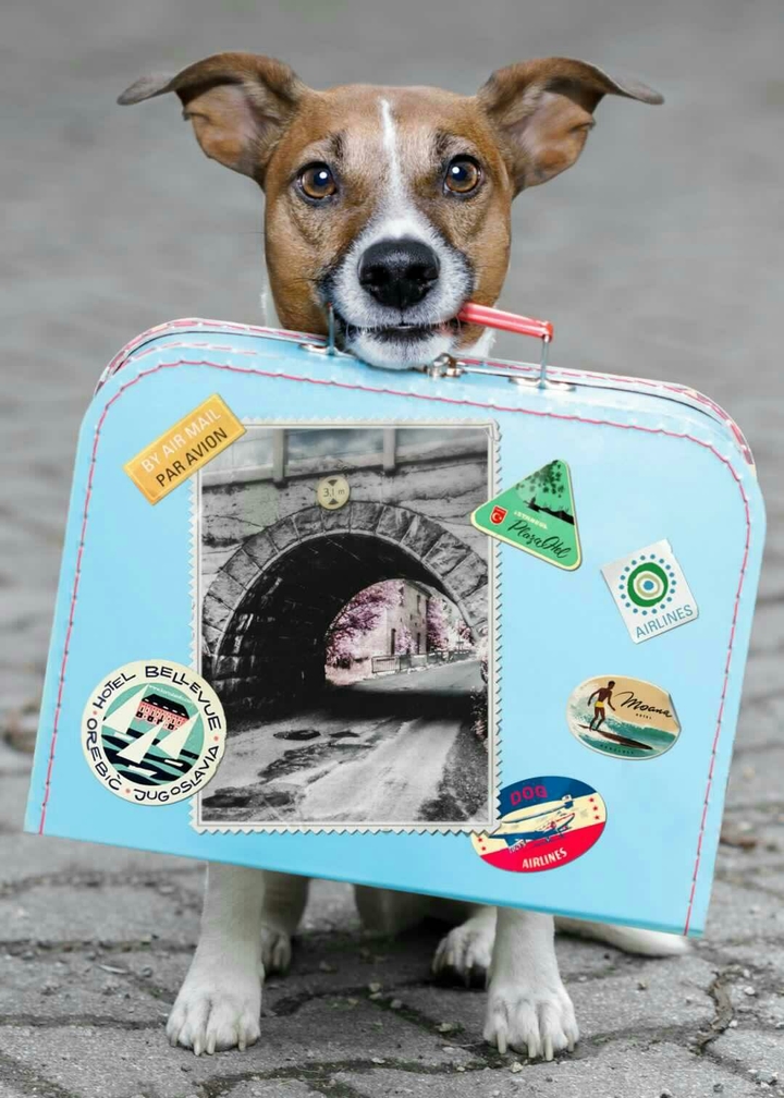 Cute Traveller Doggy