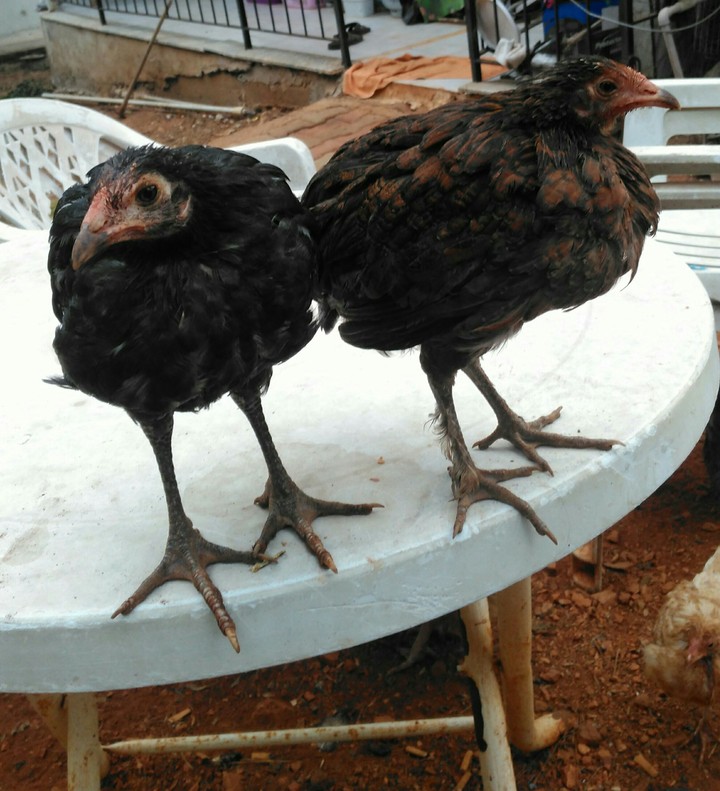 Two chicks on the table