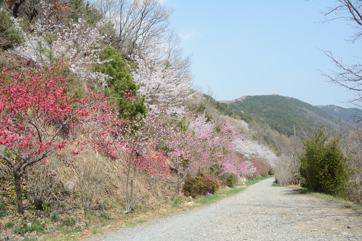 진해이미지