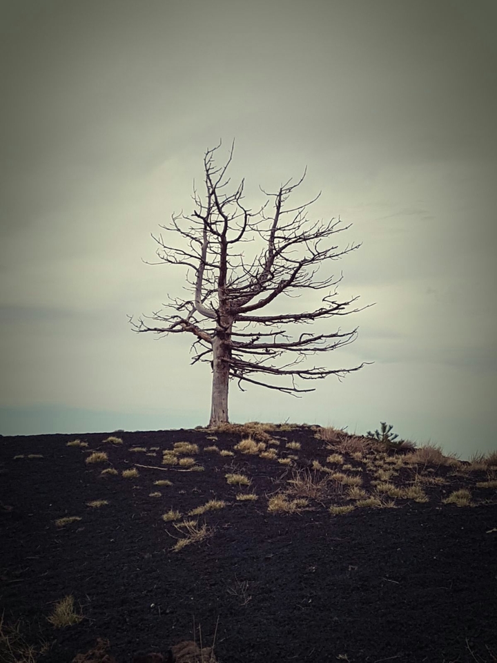 Dead tree