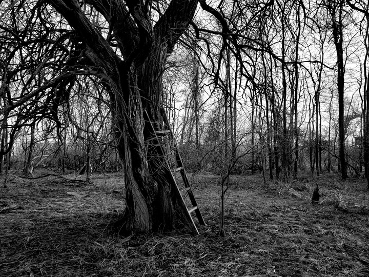 eerie tree