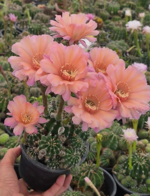 sfondi thorns, Cactus
