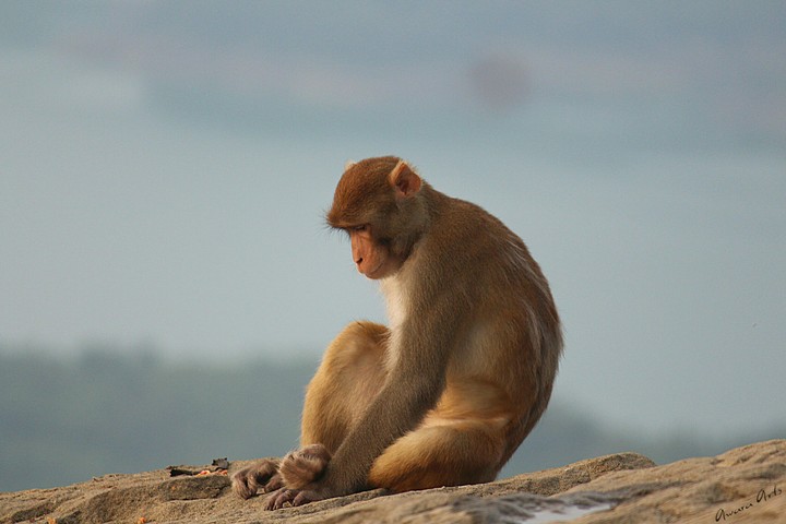 monkey