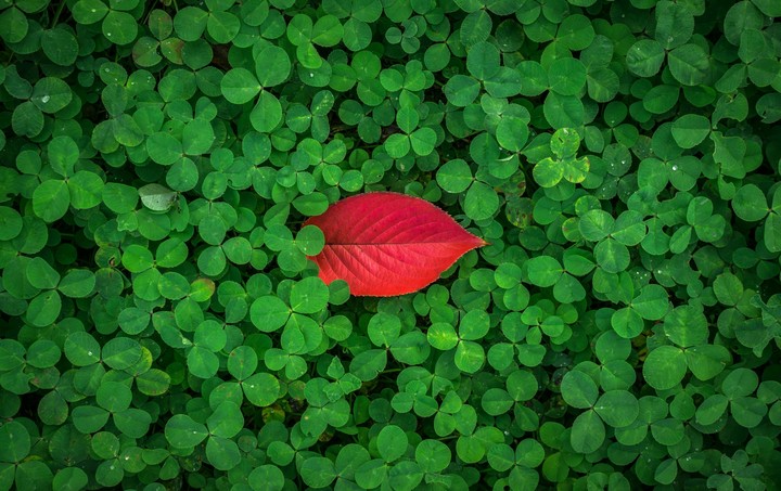 leaves