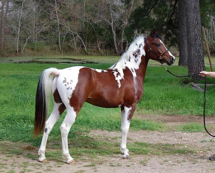 All the Pretty Horses