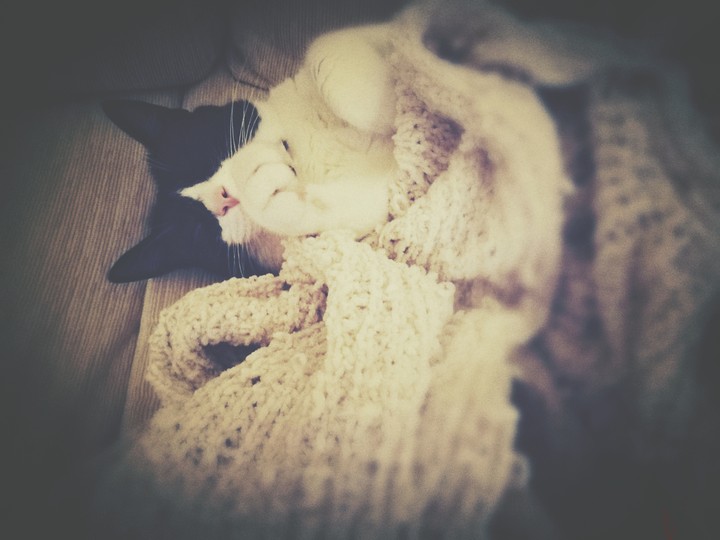 Purring dreams.