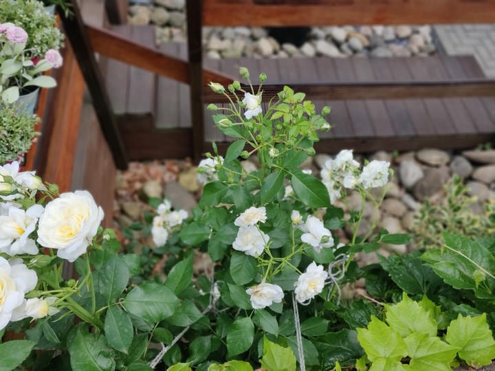 beautiful flowers