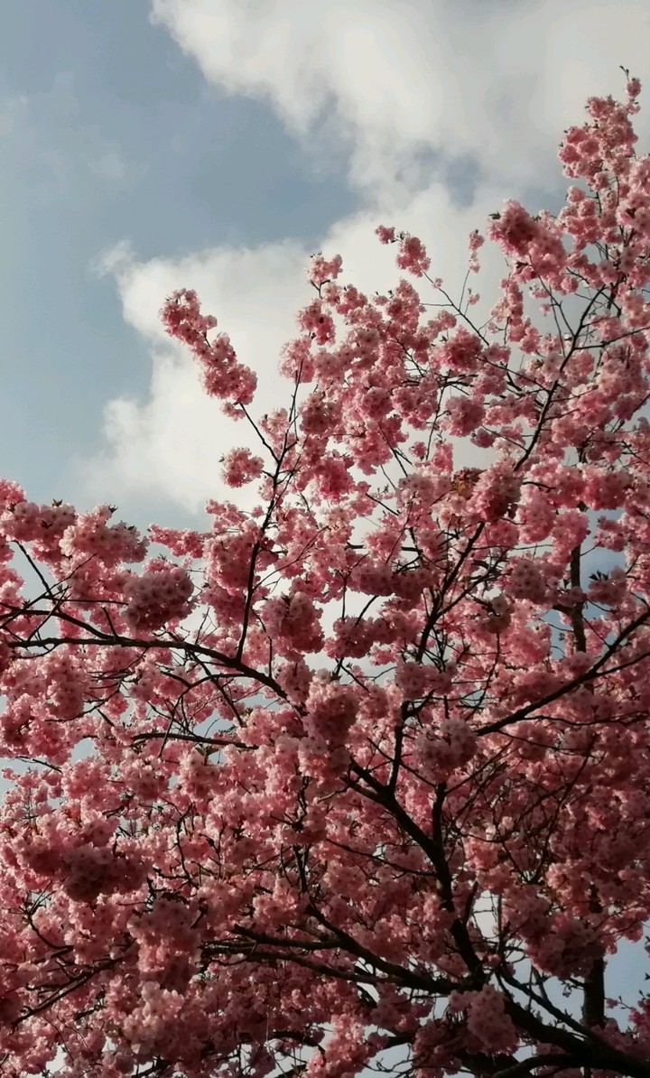 blumenbaum