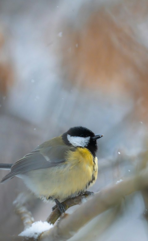 Tit, frost háttérképek