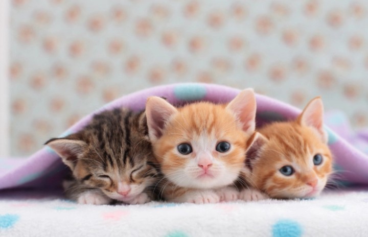 so many cute kitten