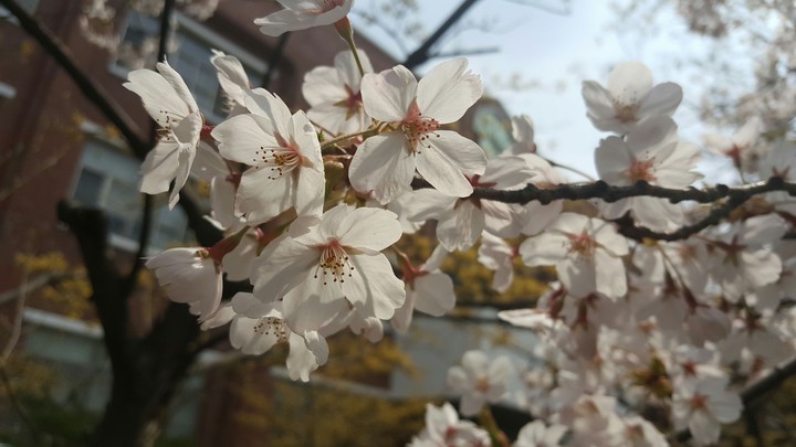 벗꽃