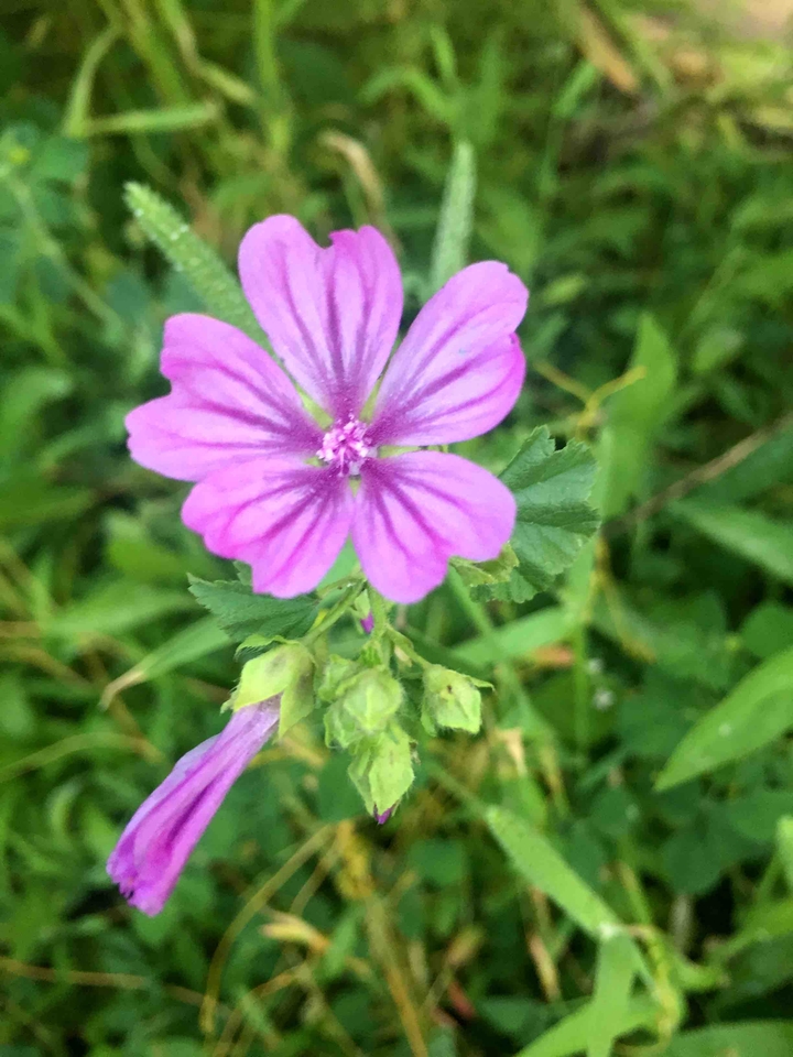 Little blossom