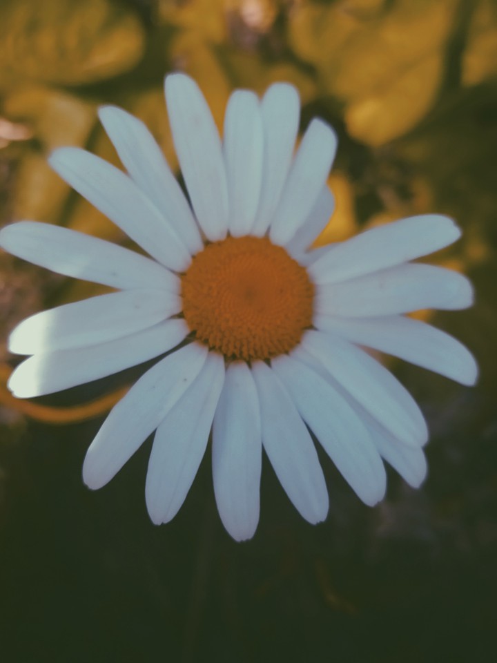 " chamomile"