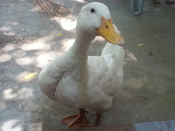 Duck