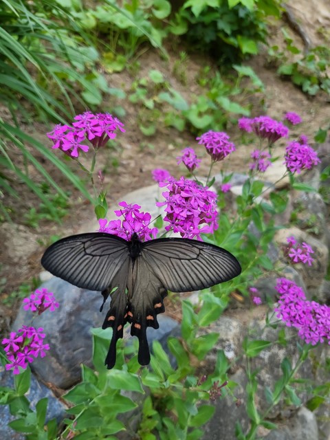 tapety butterfly, pollinator