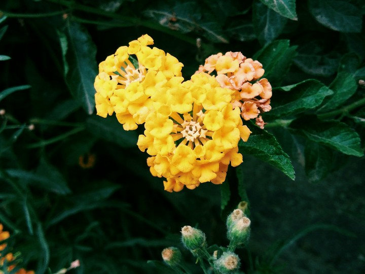 small flower