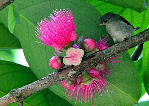 Nature ....