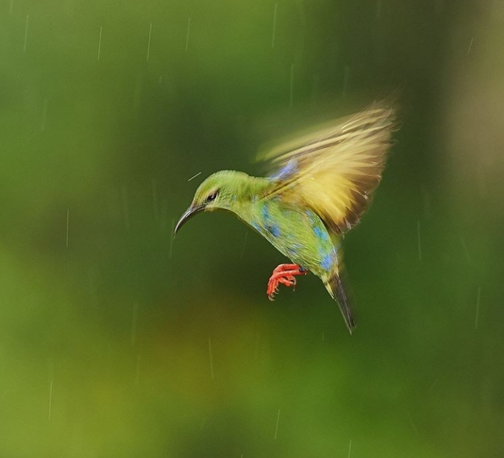 Bird