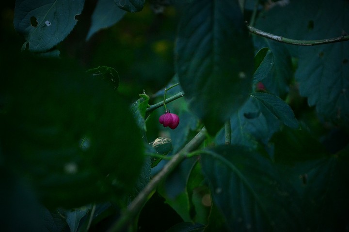 spot