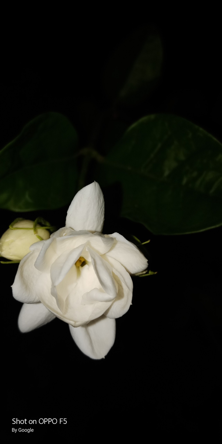 Jasmine